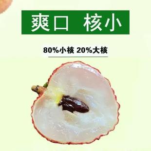 新货2024新货广东从化桂味糯米糍小核荔枝干核小肉厚农家自晒天