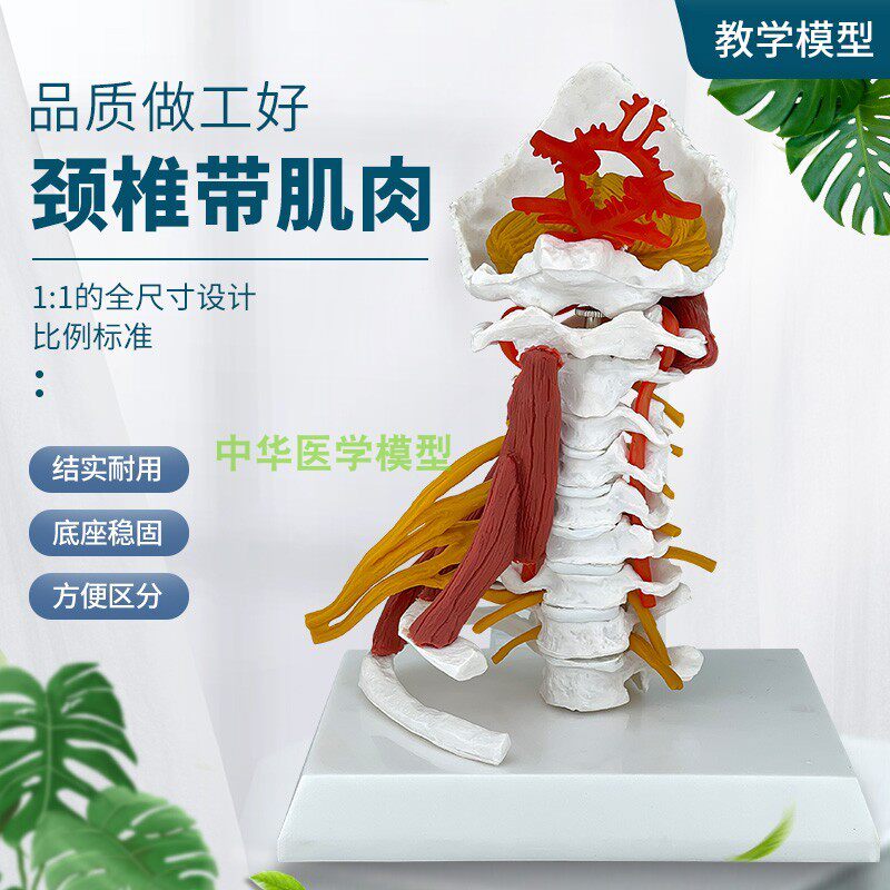 高级颈椎带肌肉椎动脉后枕骨 椎间盘与神经模型颈椎带肌肉模型颈