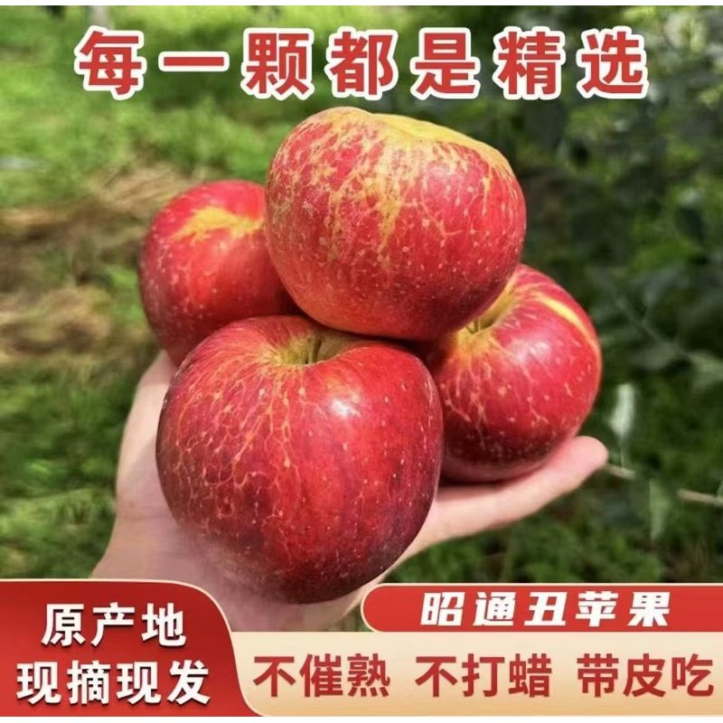 正宗当季云南昭通丑苹果新鲜脆甜多汁精选原产地现摘现发