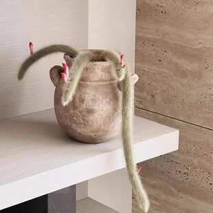 植物私生活 猴尾柱奇趣开花室内耐阴客厅置物架软装垂吊植物