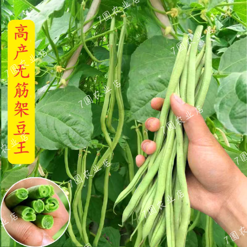 无筋架豆王种子泰国无筋豆种籽豆家庭园艺种子
