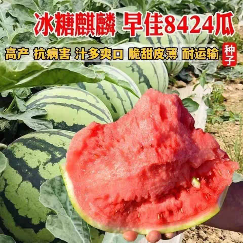 早佳8424麒麟西瓜种子早熟高产抗病耐热耐寒西瓜种籽四季水果种孑