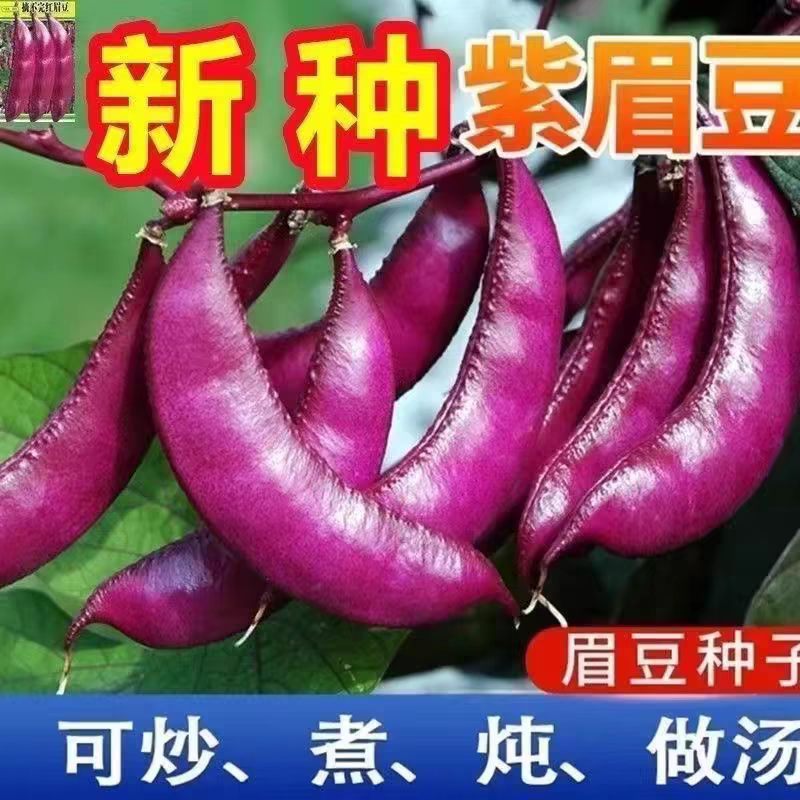 摘不败宽扁眉豆种春秋冬季扁青紫色豆角种子刀豆扁豆豇豆蔬菜种子