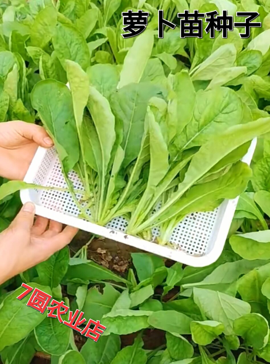 四季速生七天可吃萝卜苗萝卜菜娃娃菜种子阳台水培菜有机芽苗种籽