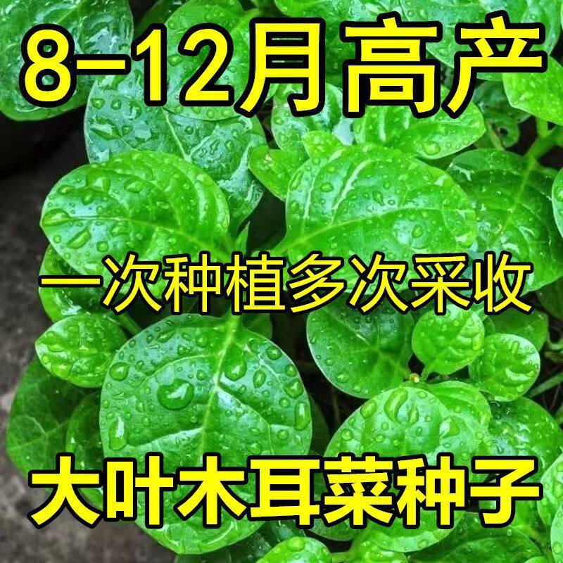 四季大叶木耳菜种子肉厚懒人耐高温耐湿阳台盆栽高钙易种蔬菜种籽