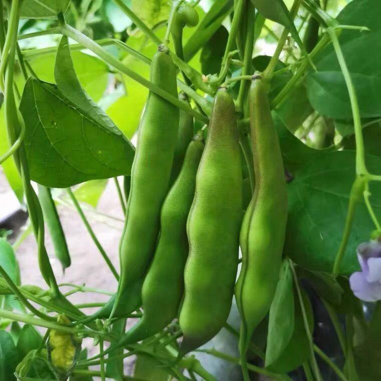 摘不败橄榄豆角种子高产无筋压趴架油豆农家大田菜园庭院蔬菜种籽