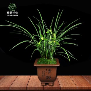 金边兰花苗名贵春兰皎月四季兰草浓香花卉观花盆栽植物室内盆景