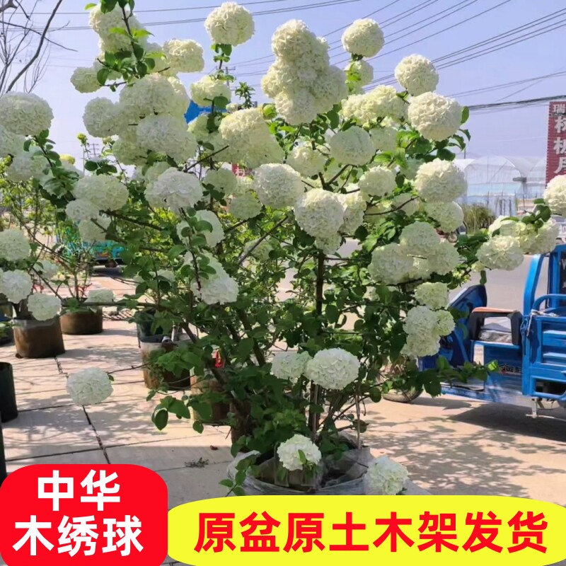 四季木绣球树苗中华木绣球大花斗球阳台绿植盆栽庭院地栽耐寒常绿