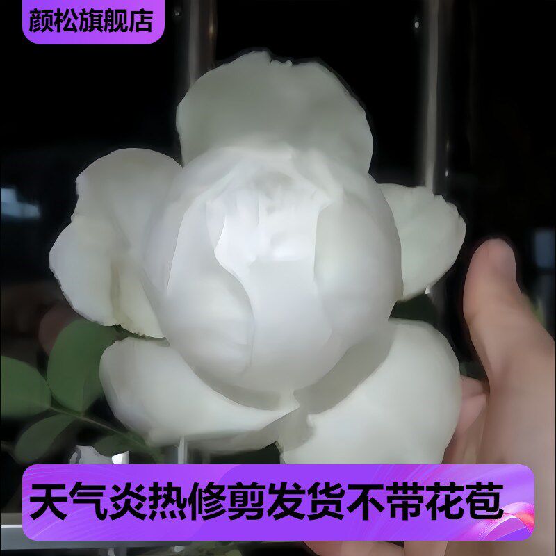 伊芙婚礼之路月季多季开大花浓香花苗纯白色玫瑰盆栽阳台观花植物