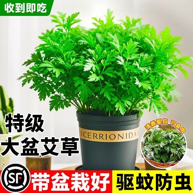 大盆艾草盆栽迷迭香薄荷猫草水培绿植物驱蚊室内四季好养新鲜花卉