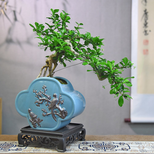 福建茶盆景植物办公室绿植室内客厅中式桌面摆件悬崖造景盆栽好养