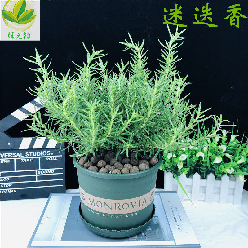 迷失香盆栽香草驱蚊植物提神醒恼净化空气 好养室内外阳台庭院