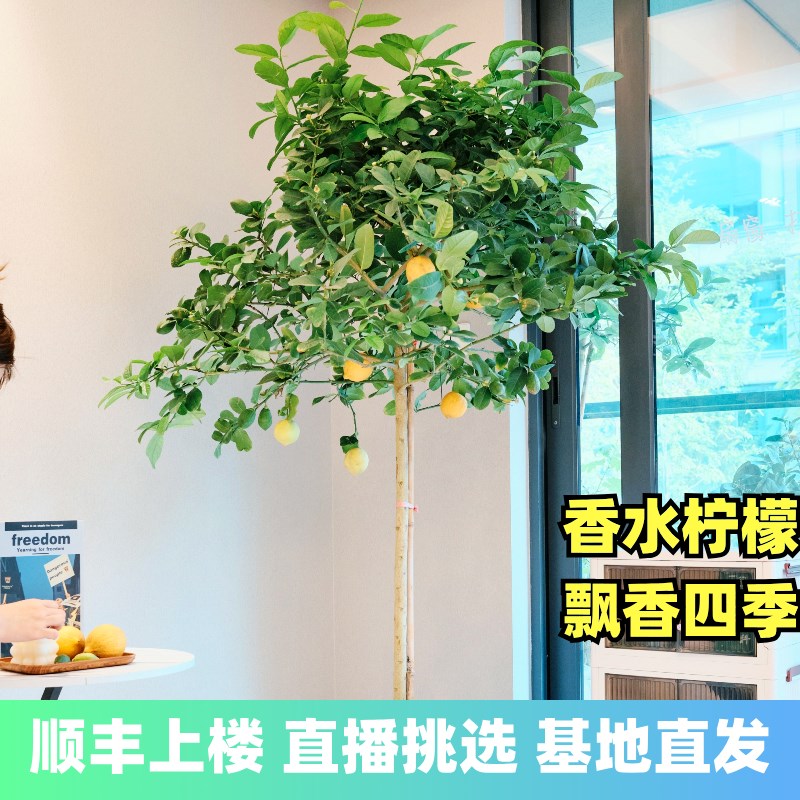 香水柠檬树室内办公室客厅放的大型绿色植物落地盆栽真树好养绿植