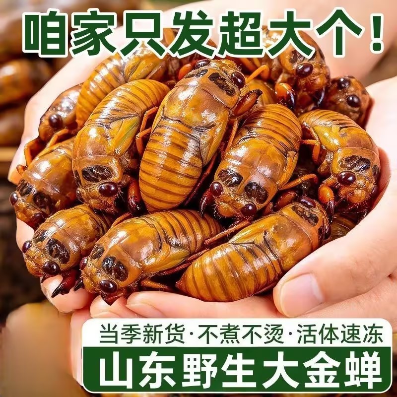 活体速冻！巨新鲜知了猴山东特产