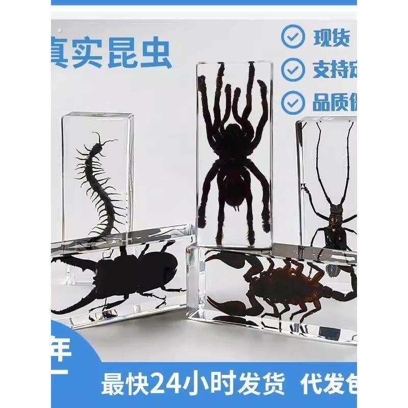 真实昆虫标本收集高透树脂琥珀大号蜘蛛蝎子蜈蚣螳螂甲虫独角摆件