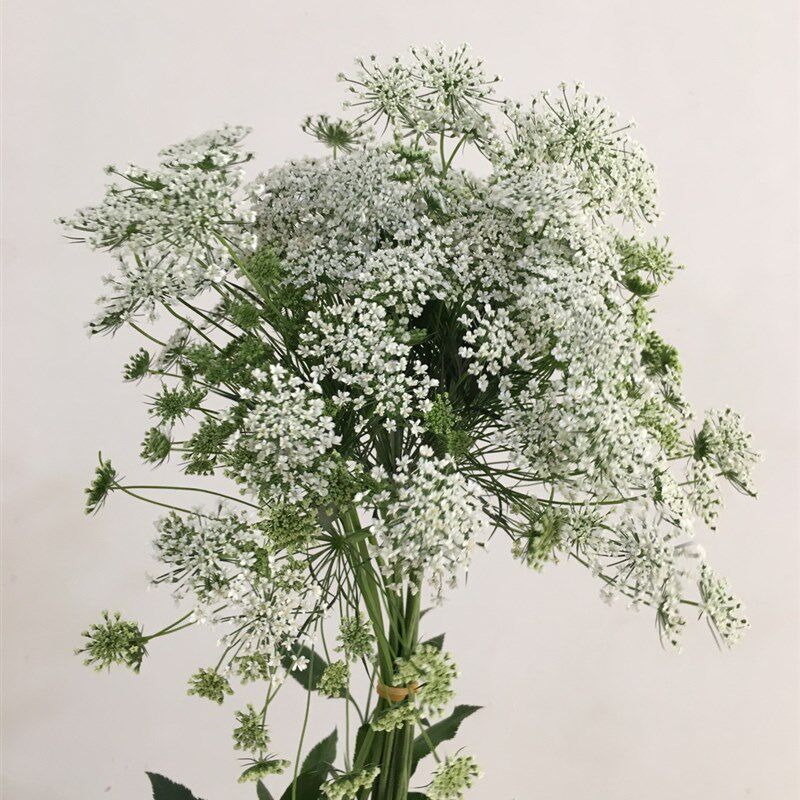 蕾丝鲜花配花云南直发昆明直批基地花市插花养花束婚庆配花