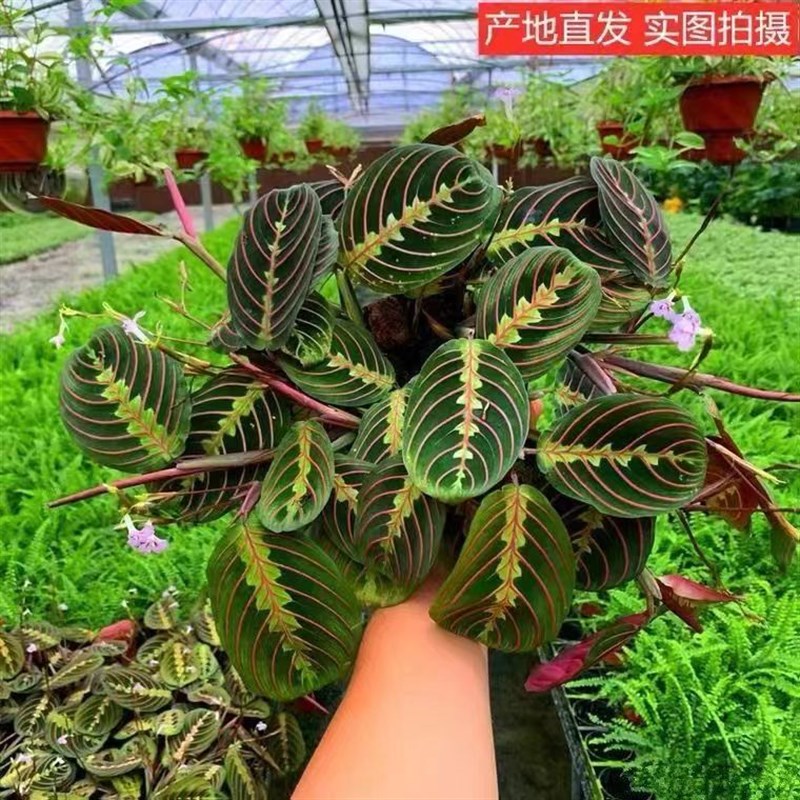叶婵竹芋花卉盆栽观叶绿植四季常青室内盆栽培花卉耐阴植物
