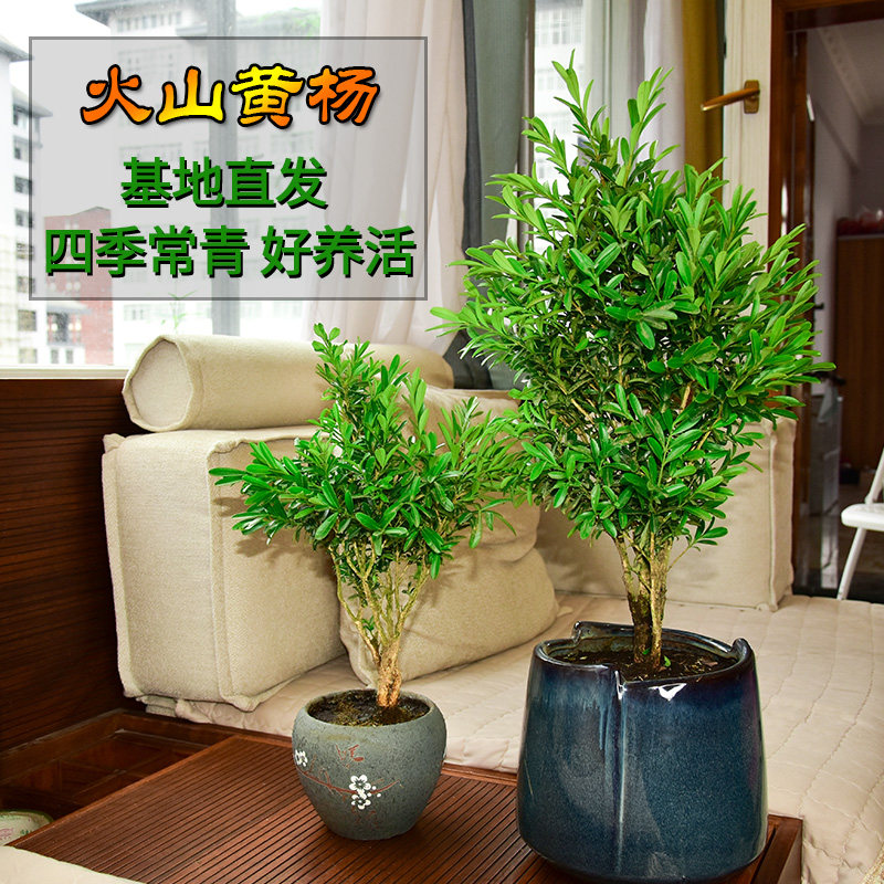 盆栽绿植室内型火黄杨盆景四季常青植物树苗小叶瓜雀舌黄杨