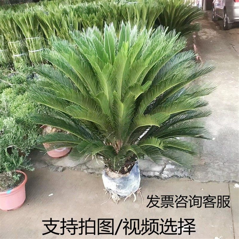 型苏铁盆栽室内外植物室盆景铁树绿植易活养殖观叶阳台