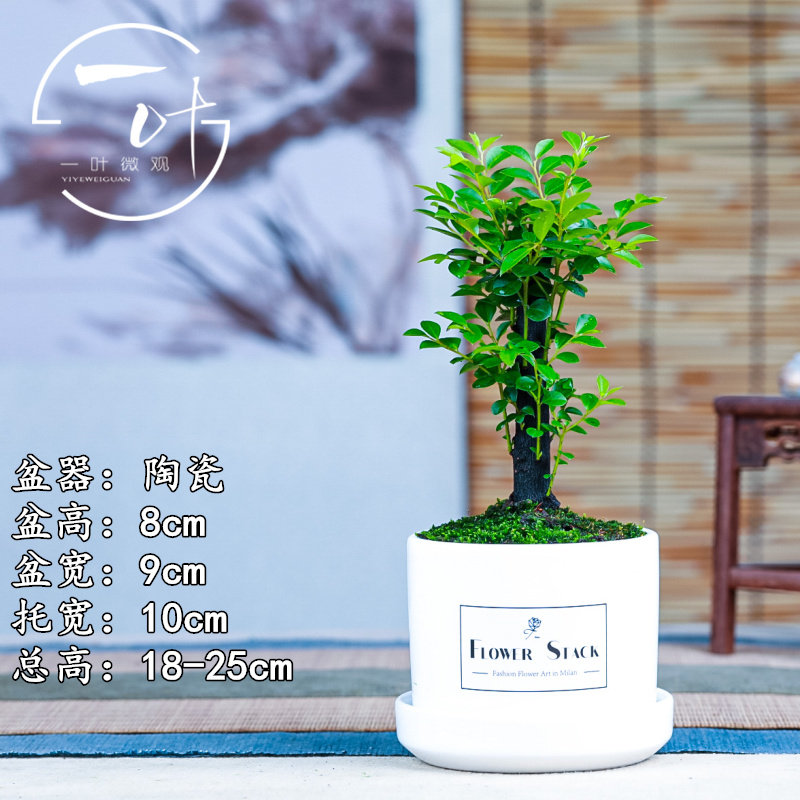 黑骨茶小叶紫檀树苗盆景室内常绿植物名贵花卉盆栽四季好养盆景