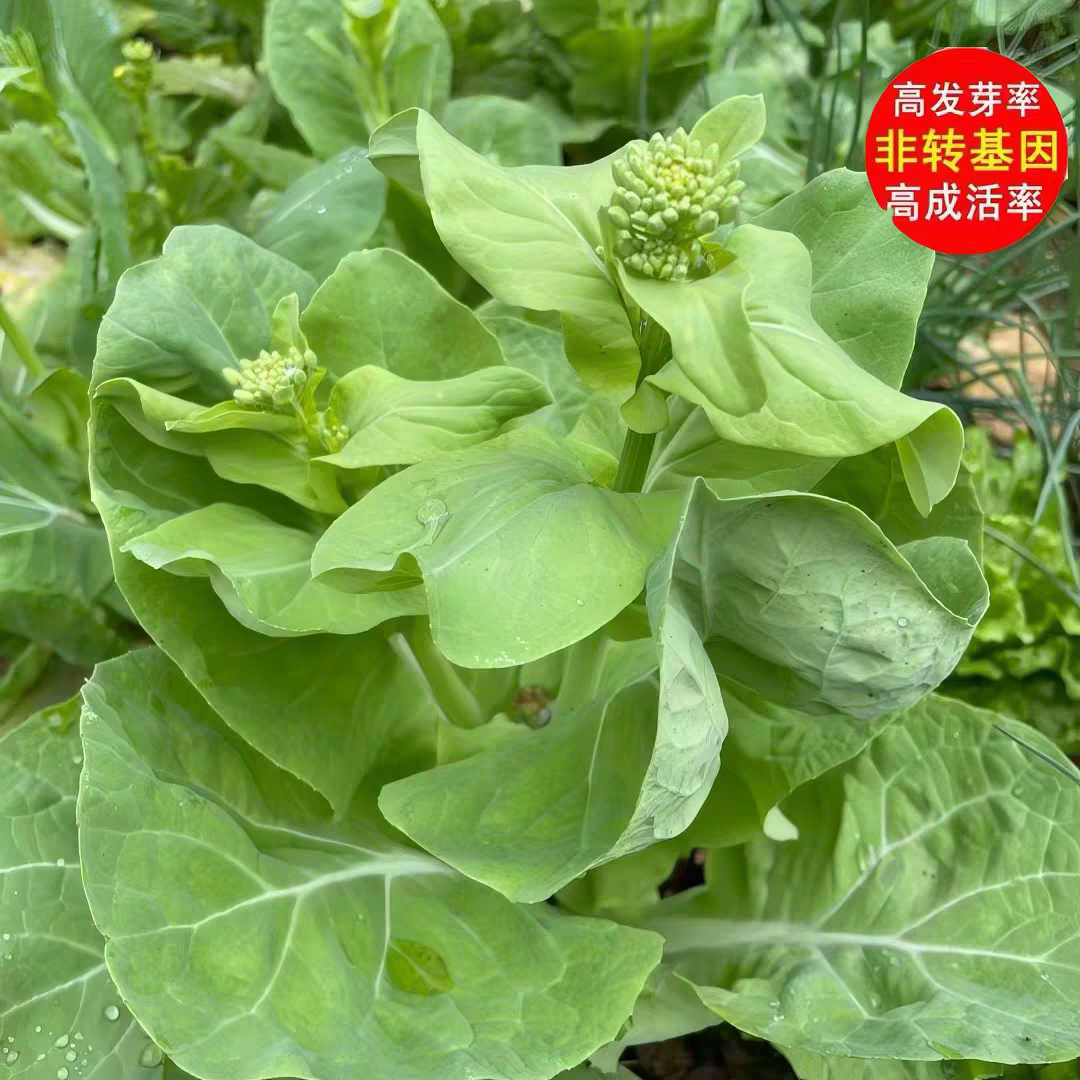 湖南本地老品种白菜苔种子甜杆蔬家庭园艺种子