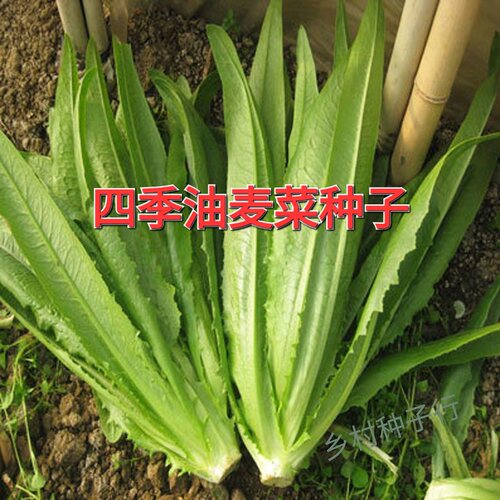油麦菜种子籽油麦菜种春秋四季播盆栽阳台蔬菜孔雀菜种孑大全