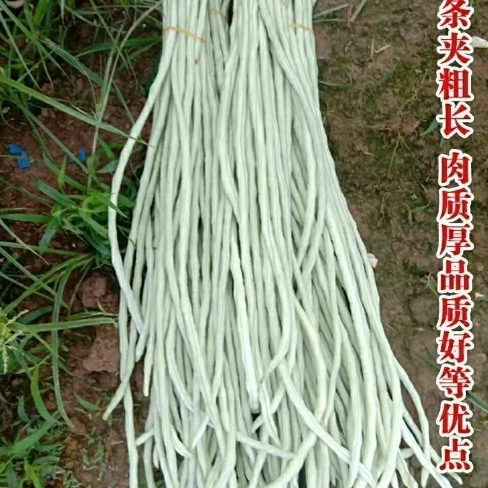 老品种白豇豆种子三尺白玉豇豆种籽长白豆角春夏播搭架豆豆角四季