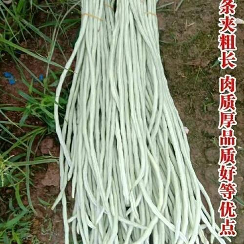 老品种白豇豆种子三尺白玉豇豆种籽长白豆角春夏播搭架豆豆角四季