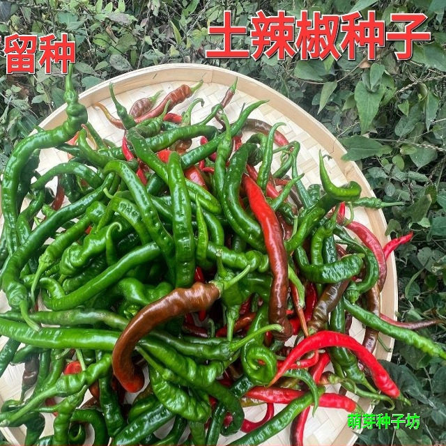 湖南本地线辣椒种子可留种春季早熟高产特辣薄皮青辣好吃椒尖种子
