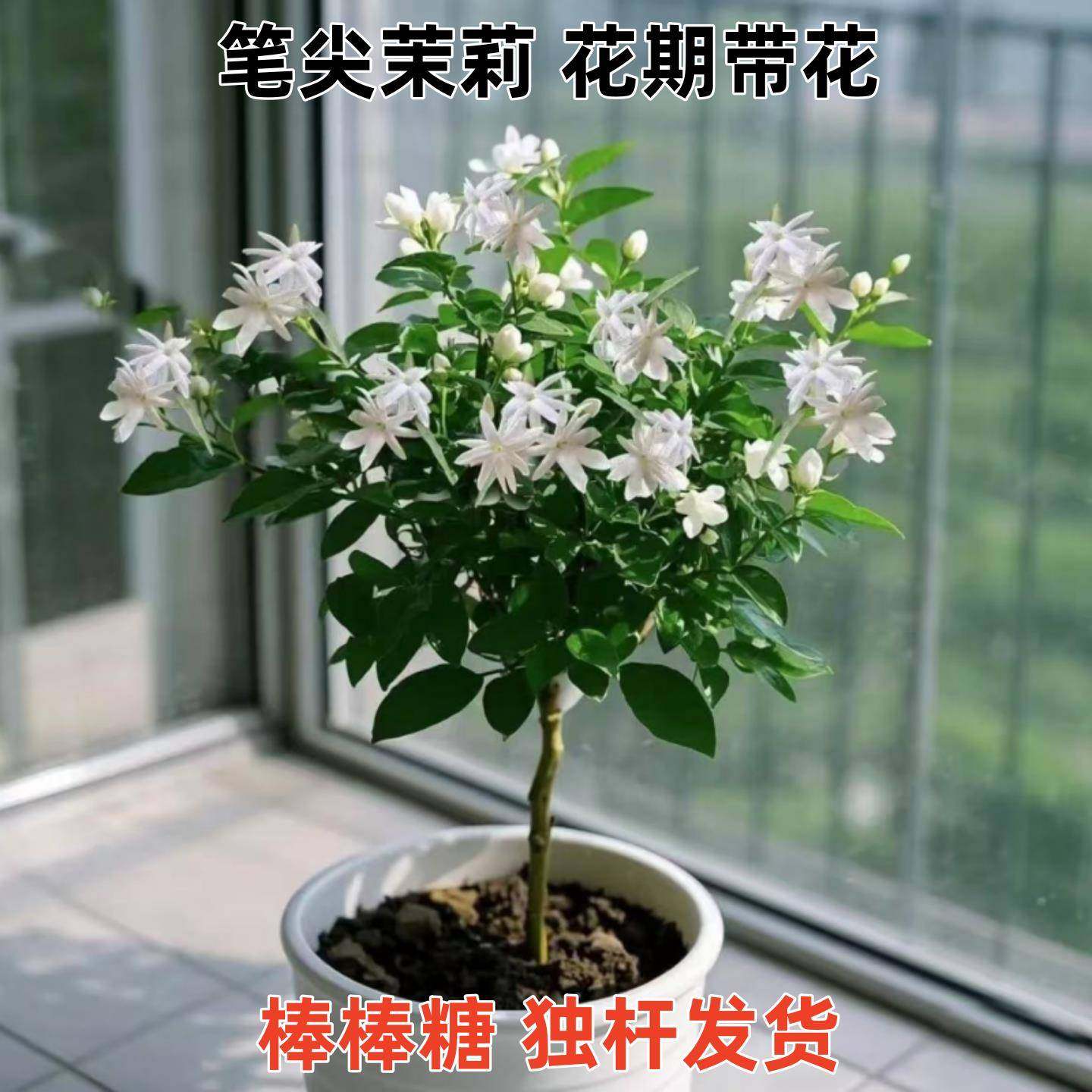 茉莉花盆栽树苗四季开鲜花卉香水笔尖茉莉带花苞驱蚊室内外南北方,鲜花速递/花卉仿真/绿植园艺,时令草本花卉,淘宝优惠券,粉丝福利购,淘宝优惠卷