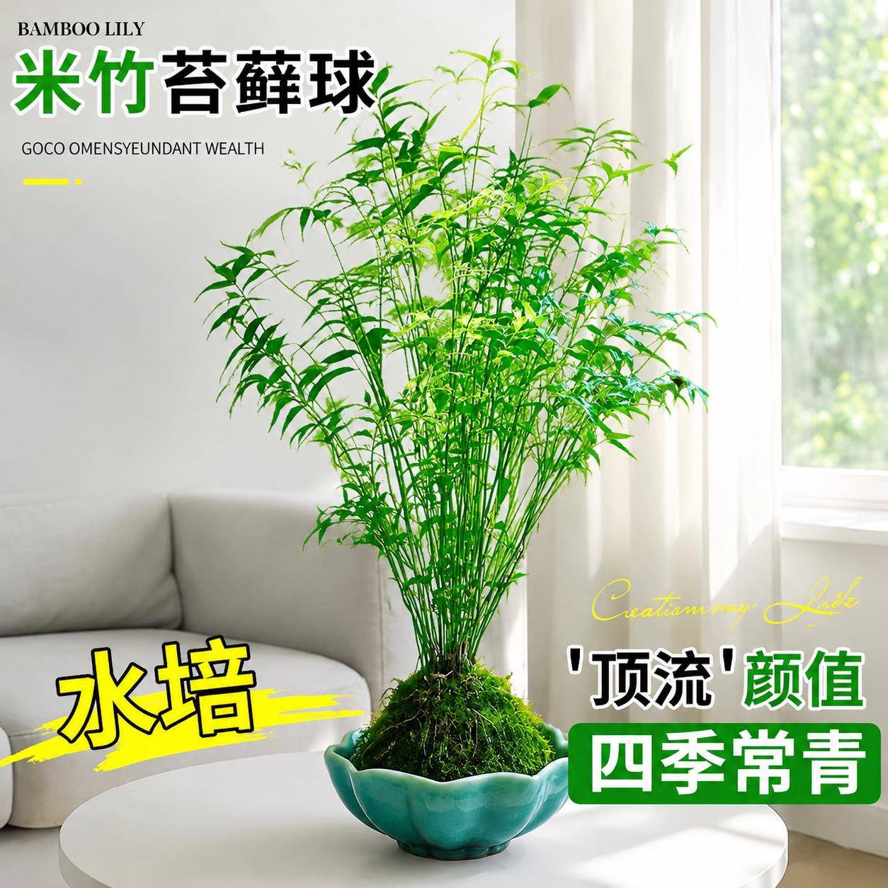 米竹水培苔藓球植物室内盆栽微观盆景凤尾竹观音竹观赏竹子小米竹
