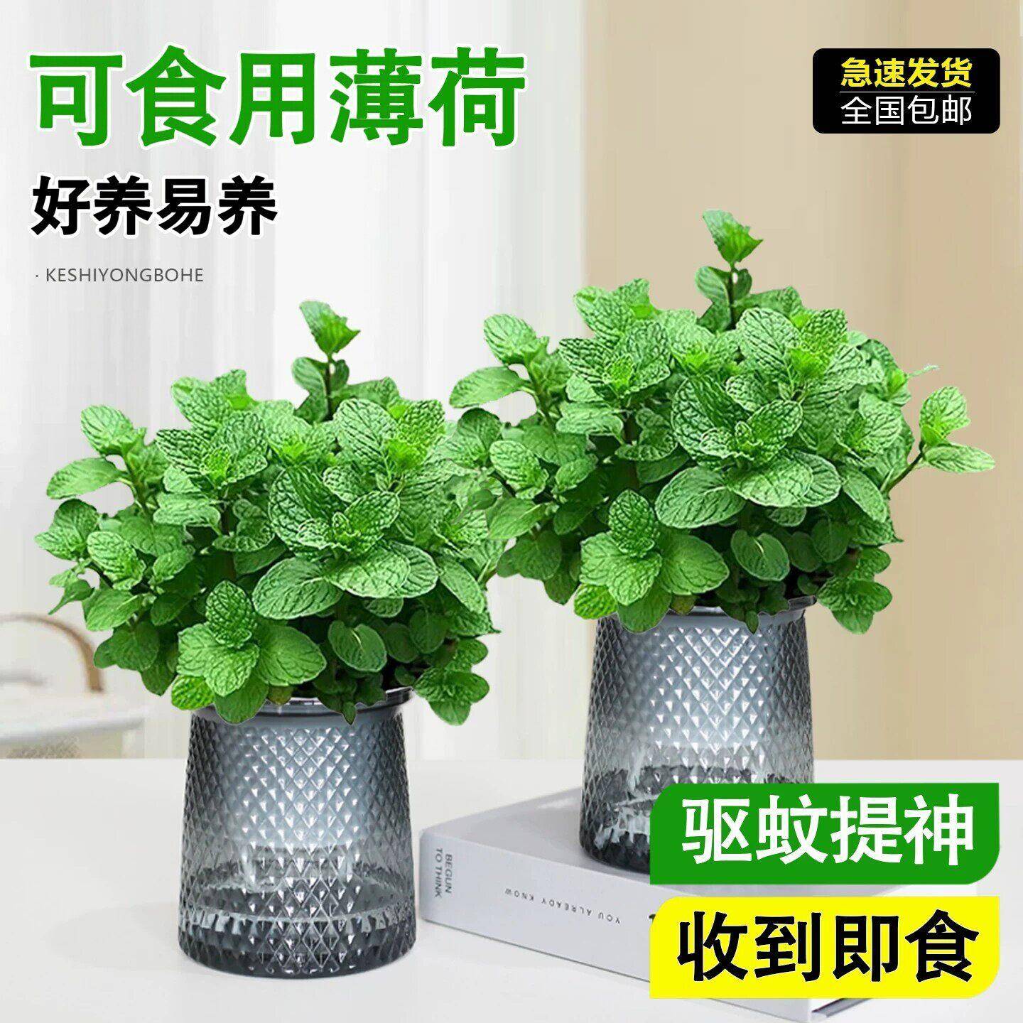 薄荷盆栽可食用驱蚊提神水培绿植室内客厅办公室工位桌面好养易养图片