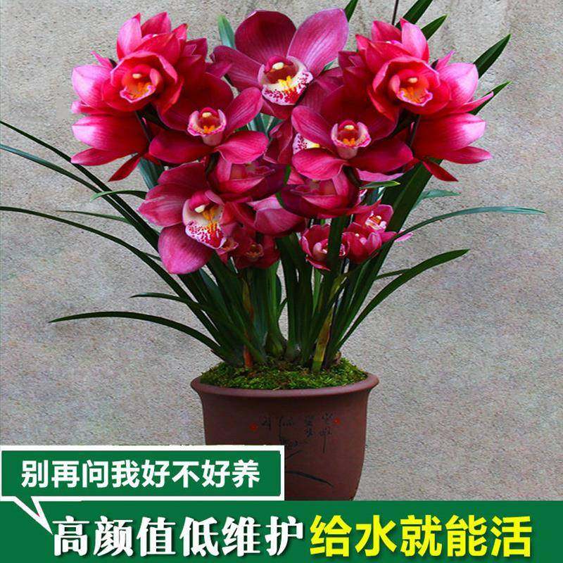 镜花兰园兰花苗大将军正品高档花蕙兰浓香兰草室内花盆栽花卉好养