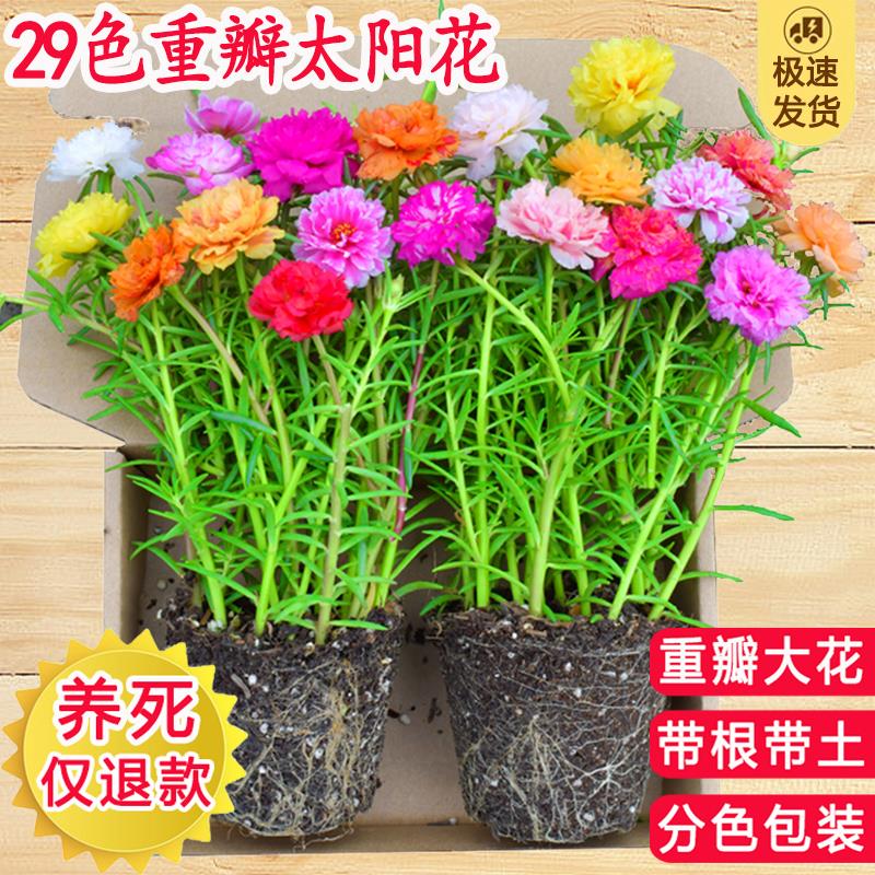 重瓣太阳花苗混色带根带土带花苞盆栽进口多色宿根枝条大花庭院