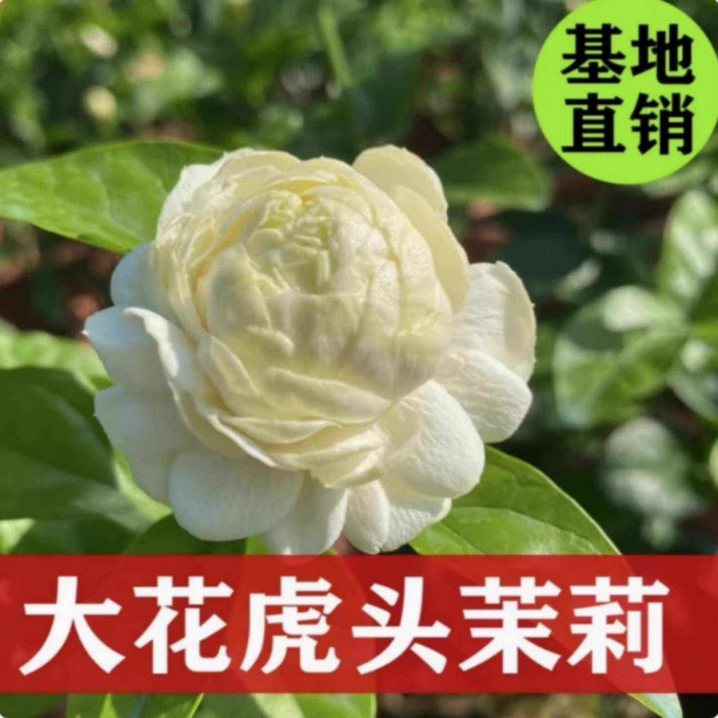 虎头茉莉花苗盆栽室内客厅重瓣老桩浓香九里栀子老桩花卉绿植物图片