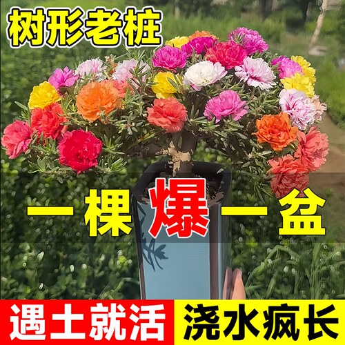 太阳花苗重瓣大花老桩盆栽进口花卉绿植盆景特大适合庭院阳台好养