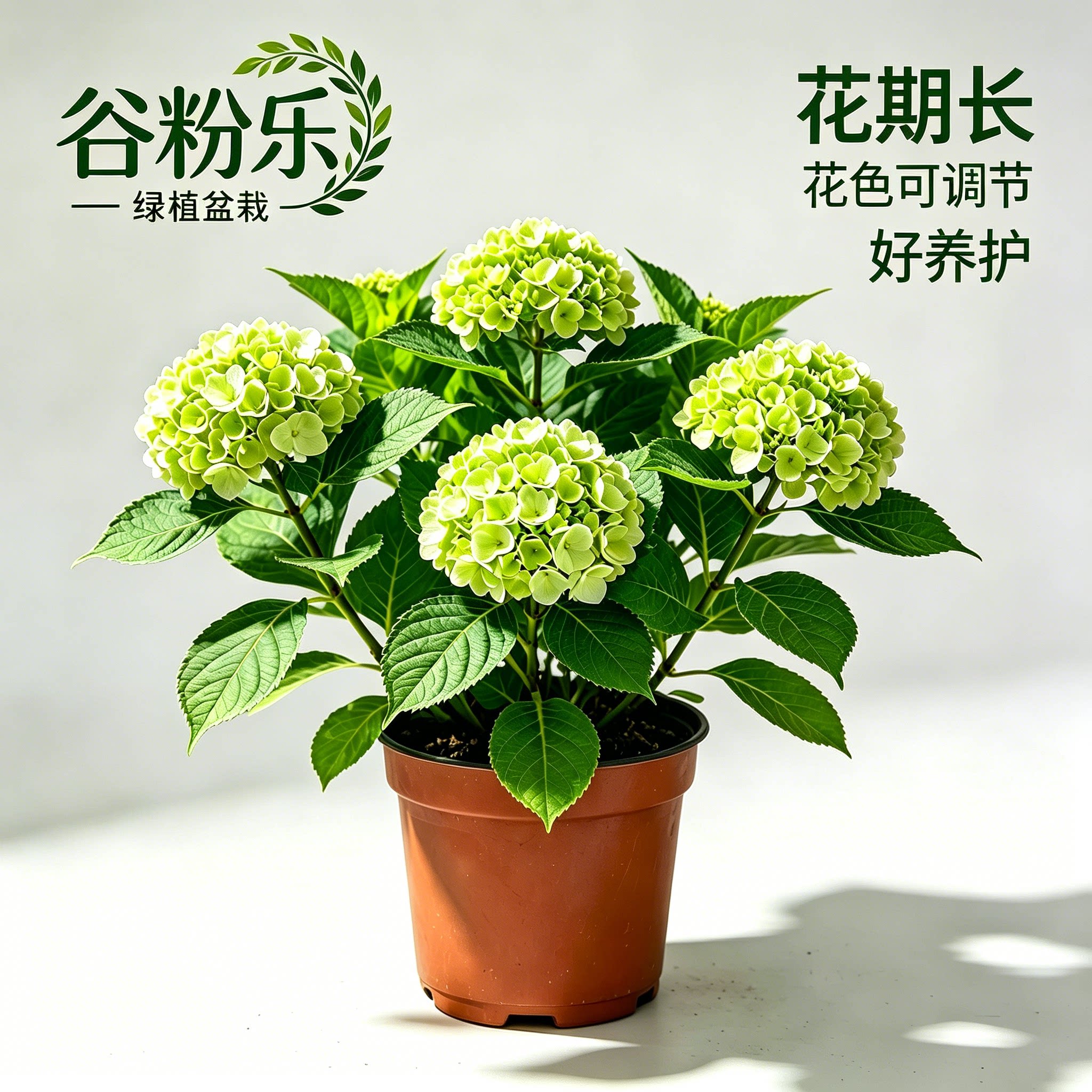 拍一发二】无尽夏绣球花苗当年开绣球/木绣球/圆锥乔
