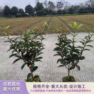 四季桂花树苗佛顶珠苗别墅庭院地栽花卉四季常青工程绿植基地直发
