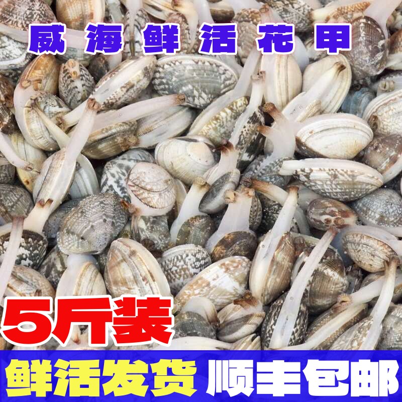 【保鲜不保活】威海青岛特产无沙花甲海鲜蛤蜊鲜活扇贝花甲贝花甲
