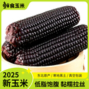 雁窝岛东北糯玉米230g~250g*10支