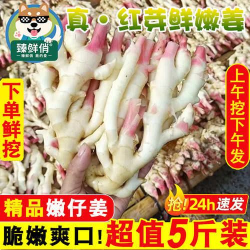 嫩姜新鲜大仔姜子姜山东红芽生姜四川指头姜非云南小黄姜老醋鲜姜