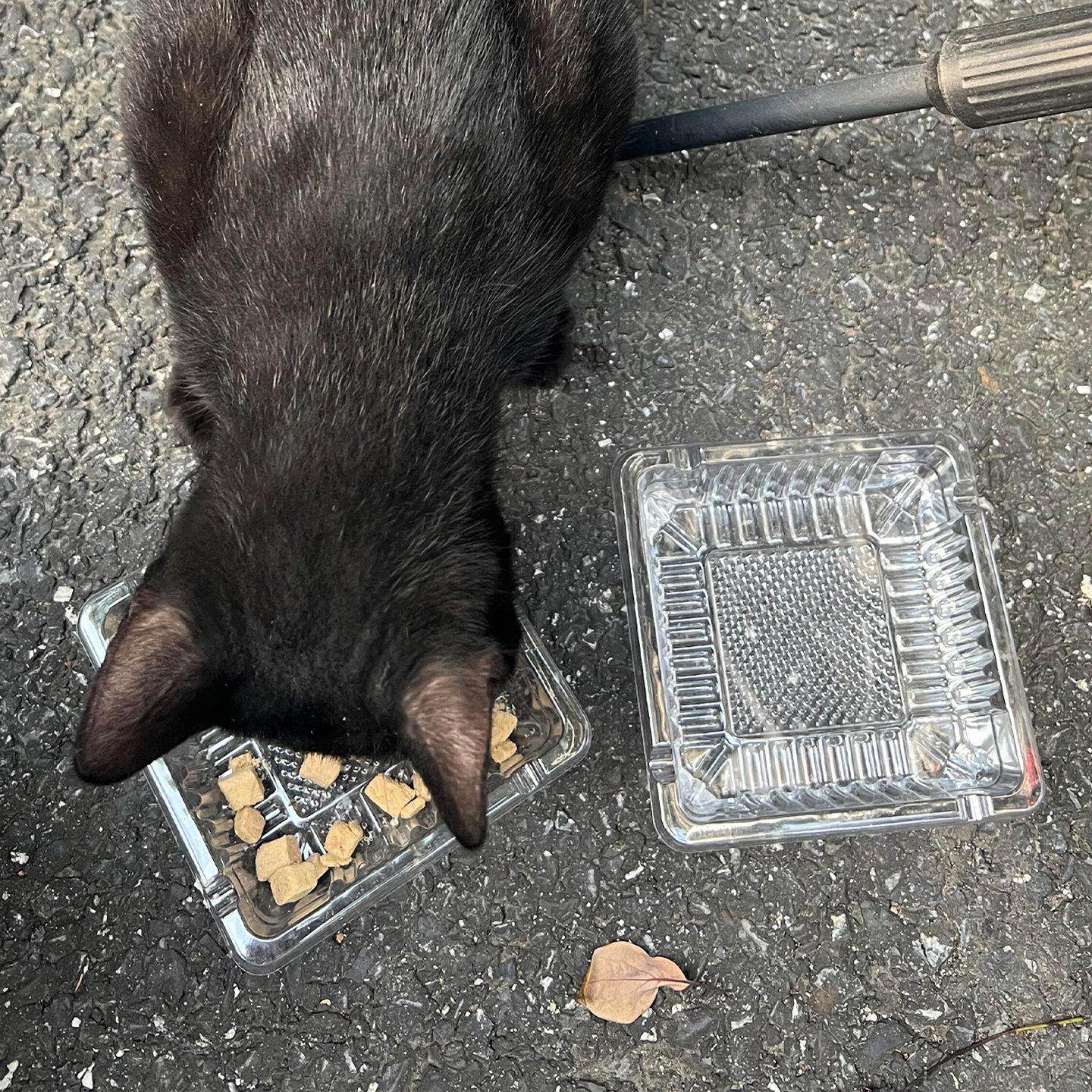 一次性猫碗流浪猫喂食碗户外猫咪投喂救助粮专用猫粮碗免洗饮水碗