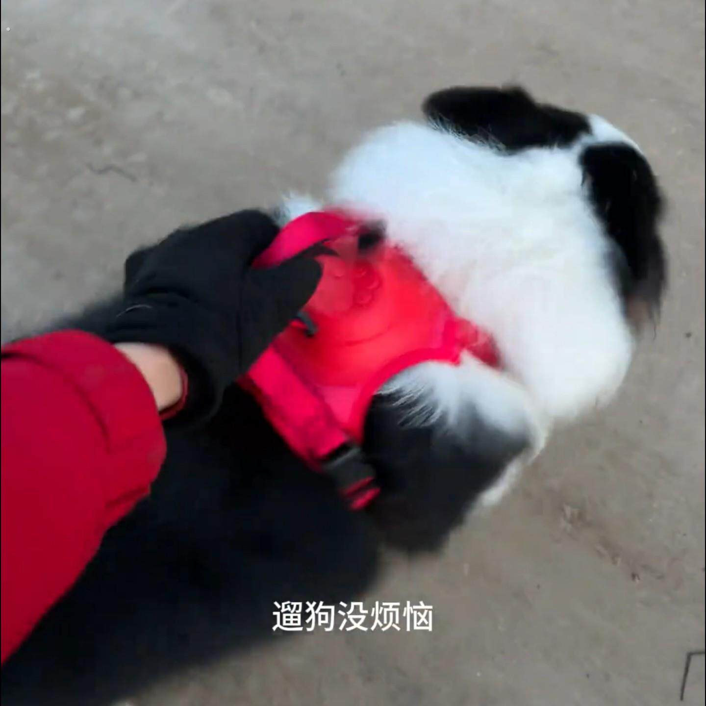 狗狗自动伸缩牵引绳胸背带狗绳子一体式背心反光马甲宠物轻便纯色
