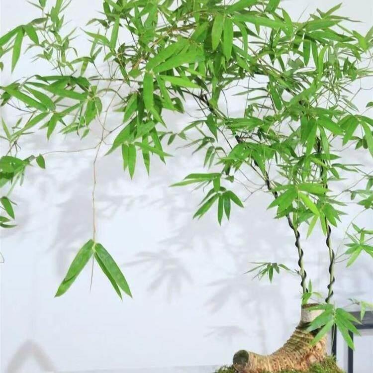 勒竹室内根苗绿植小叶成品簕竹竹子小叶文人茶桌面盆栽勒竹桩。