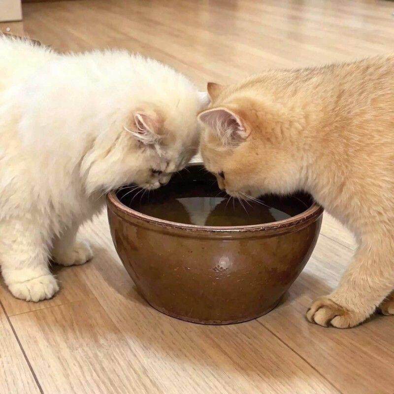 猫咪水碗超大口径水缸防打翻陶瓷碗喝水盆创意猫碗宠物狗狗饮水缸