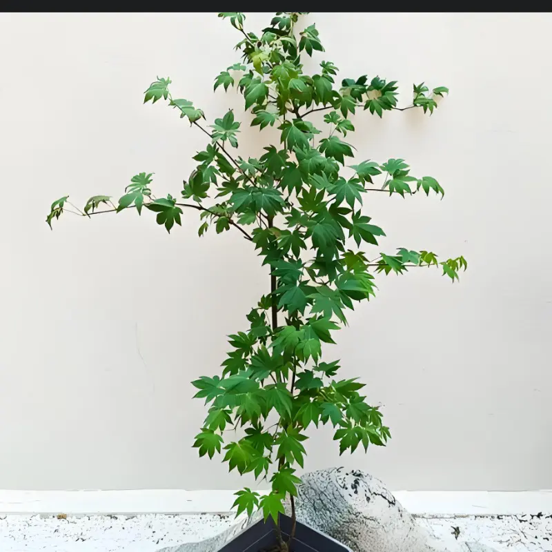 枫庭院绿化彩叶花卉希拉蕊 帕帝佛 舞孔雀鹤之舞奥久慈美岛绿