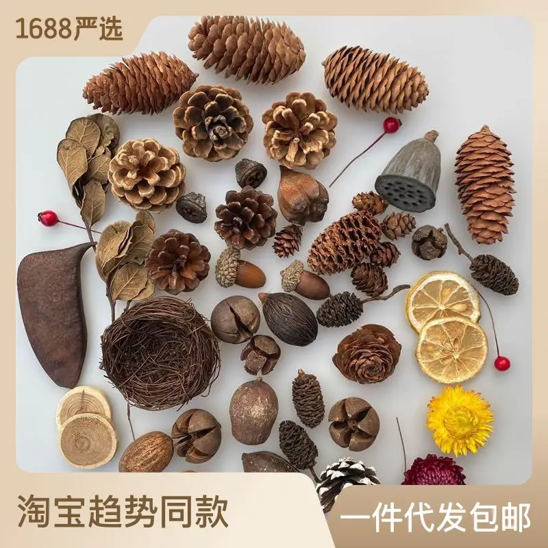标本植物松果木片树叶干花组合套装装饰小摆件复古拍照道具