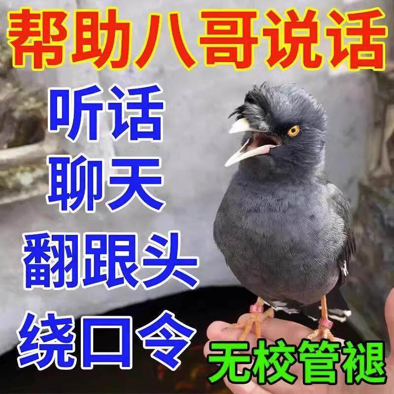 黑八哥,饲料说话鸟,手养鸟食