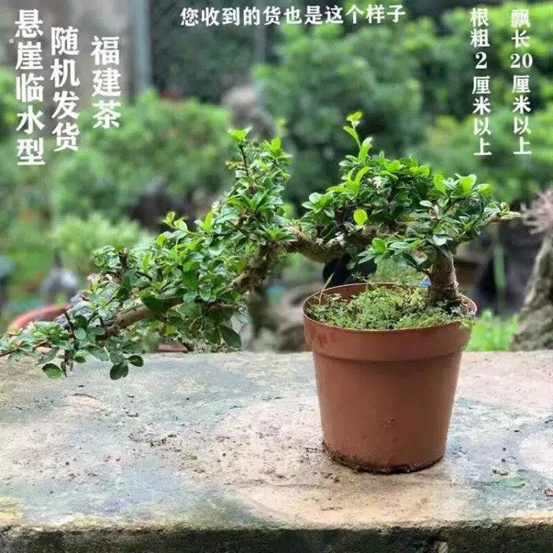 罗汉松 榕树 清香木福建茶 雀梅 榔榆 九里香 榕树盆景盆栽