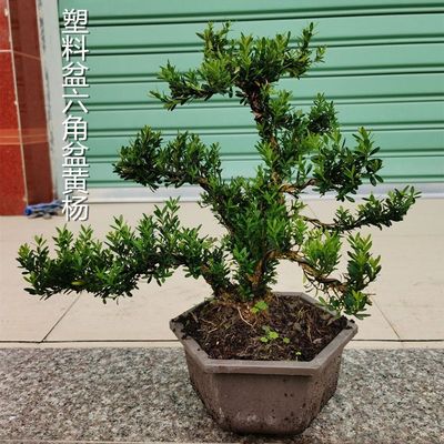 迎客造型黄杨盆景罗汉松老桩悬崖小叶雀舌罗汉松树苗盆栽庭院造景